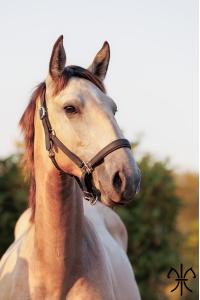 Photo cheval a vendre SALVADOR DE LA GESSE